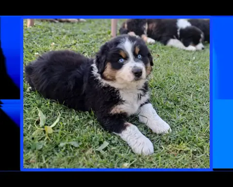 Berger Australien  Mr Bleu photo 2