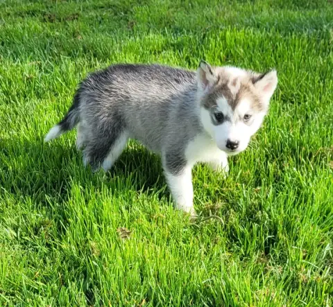 Alaskan Malamute  Balthazar Des Marais De Courmont photo 2