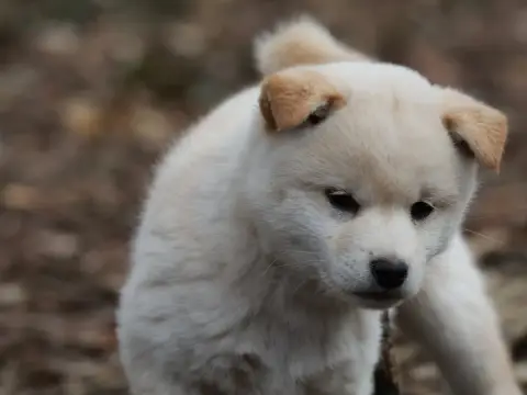 Shiba  Femelle Blanche /Crème Nippon'Ai