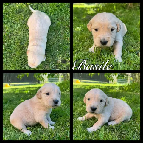Golden Retriever  Basile Du Domaine Des Belles Aubois f4b10