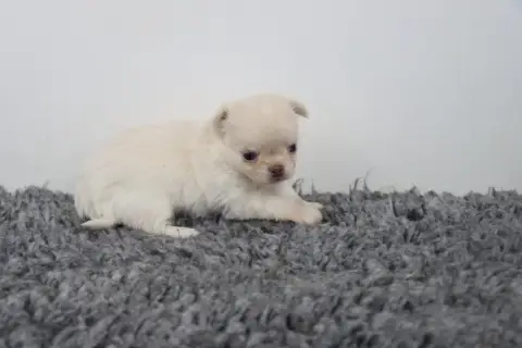 Chihuahua  Poil Long Crème De La Grande Equinoxe