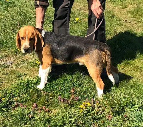 Beagle  Artus Des Ronciers Pourpres photo 2
