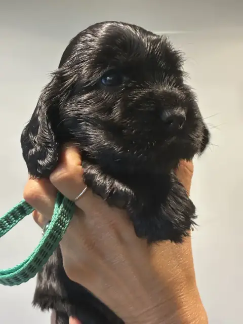 Cocker Spaniel Anglais  Berlingot Du Sacre D’Ostara f5eb1