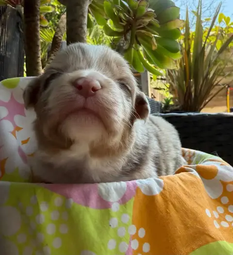Berger Australien  Chiot 3 Baya De La Vallée De La Fo 8ac16