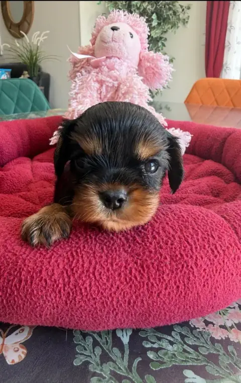 Cavalier King Charles Spaniel  Collier Turquoise Du R df2e4