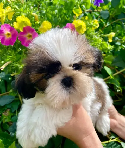 Shih Tzu  Bonnie De La Baronnerie Des Cuillerdier photo 2