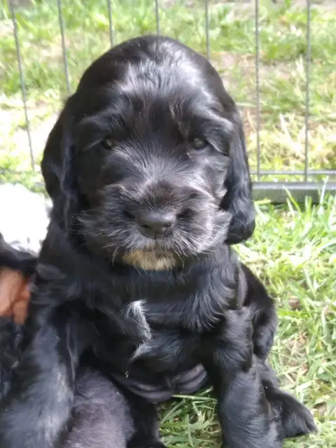 Cocker Spaniel Anglais  Adorable Petite photo 2