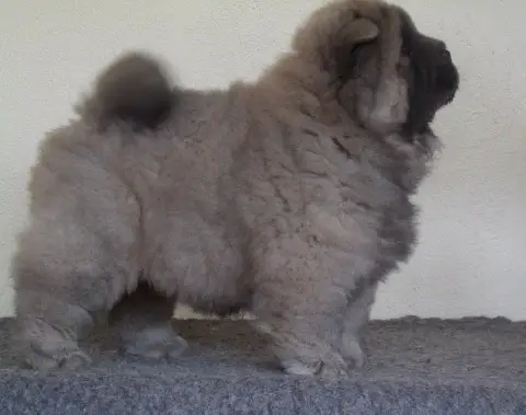 Chow Chow  Booba Du Clos Sara photo 2