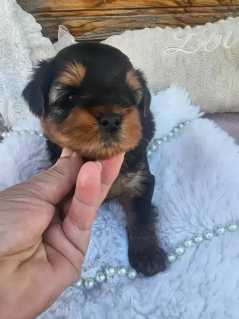 Yorkshire Terrier  Chiot N°1 Du Hameau De Selcra