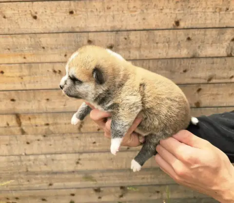 Akita  Chiot N°2 Akai Inu