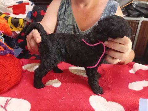 Kerry Blue Terrier  Bad Romance Des Hautes Terres D'A 89024 photo 2