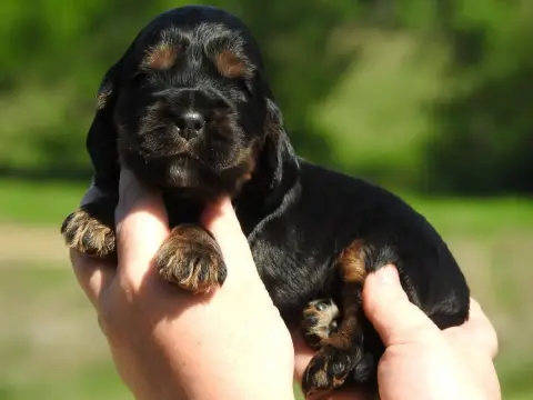 Cocker Spaniel Anglais  Mâle Noir Et Feu Du Clos De L e266d