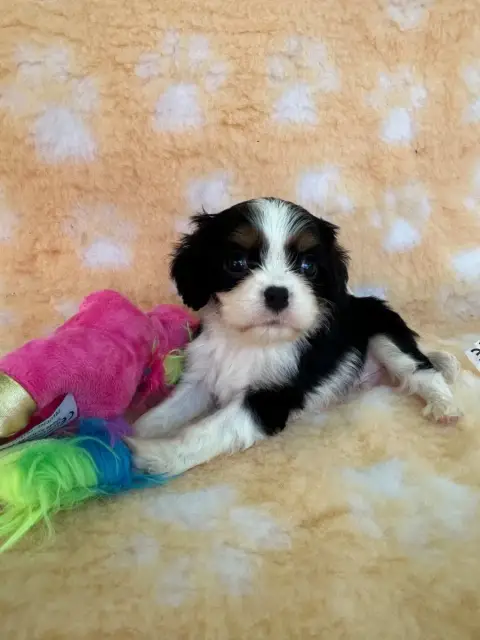 Cavalier King Charles Spaniel  Chiot N°2 D'Ysatis photo 3