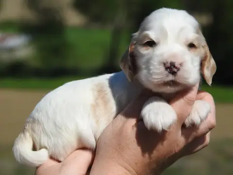 Cocker Spaniel Anglais  Mâle Orange Et Blanc Du Clos  b50fa