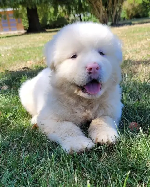 Akita Americain  Blanche Des Marais De Courmont photo 2