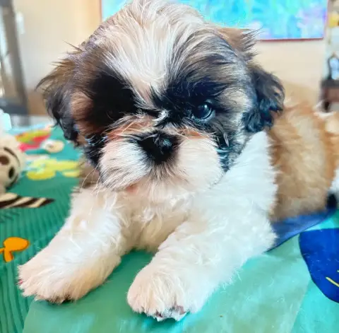 Shih Tzu  Balthazar Trésors De Tanhankara Des Trésors d26e3 photo 2