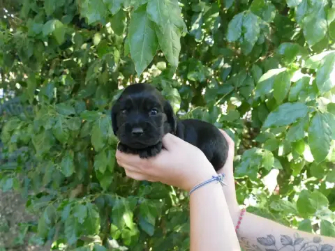Cocker Spaniel Anglais photo 2