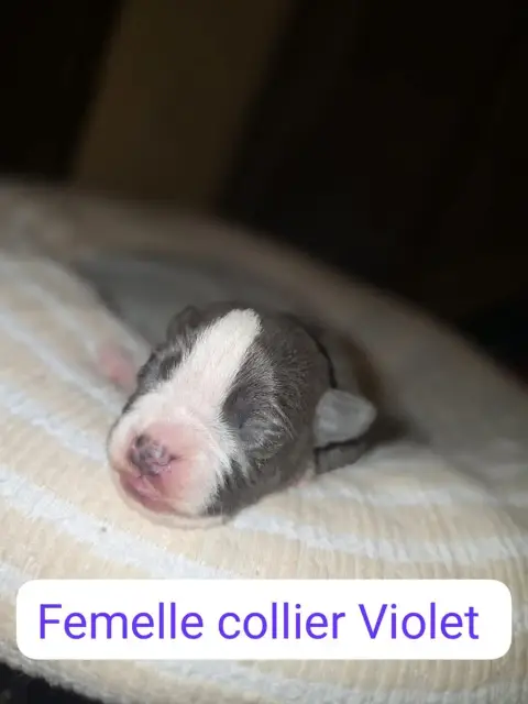 American Staffordshire Terrier  B... Du Royaume De Tc 29708 photo 2