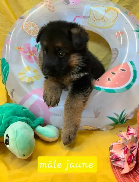 Berger Allemand 
                        Chiot 4 Du C 230e1