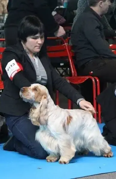 Cocker Spaniel Anglais photo 2