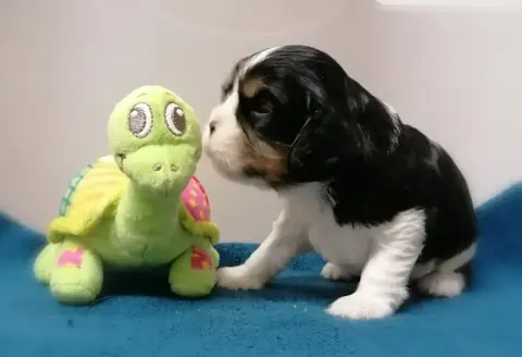 Cavalier King Charles Spaniel  Chiot N°1 D'Ez Mortes  c70d2 photo 3