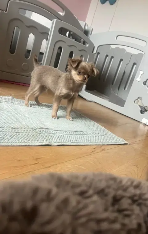 Chihuahua  Baloo