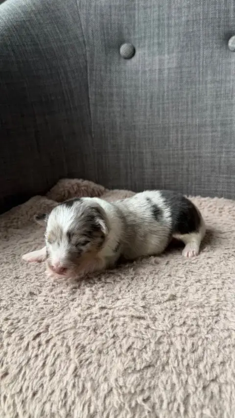 Shetland Sheepdog  Chiot 2 Du Banc Des Hermelles