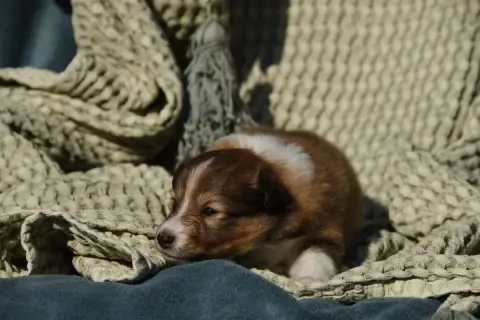 Shetland Sheepdog  Chiot N°3 Des Collines De Sagne