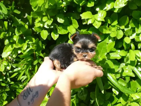 Yorkshire Terrier  Femelle Du Temps Des Amazones