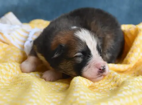 Chien Finnois De Laponie  Chiot N°5 Des Collines De S 00f27