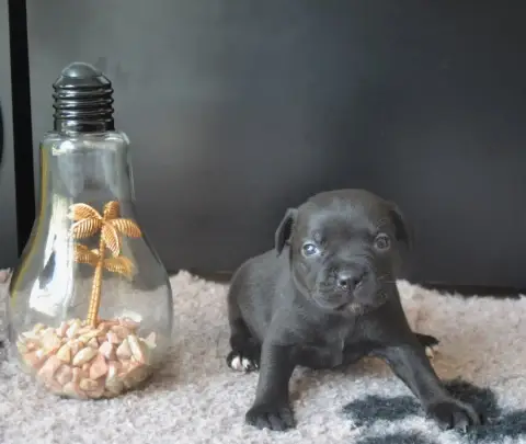 Staffordshire Bull Terrier photo 2