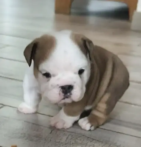 Bulldog Anglais  2 Des Bulls Du Cyan