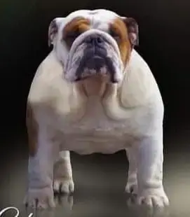 Bulldog Anglais  Chiot N°1 Mystic Legend photo 2