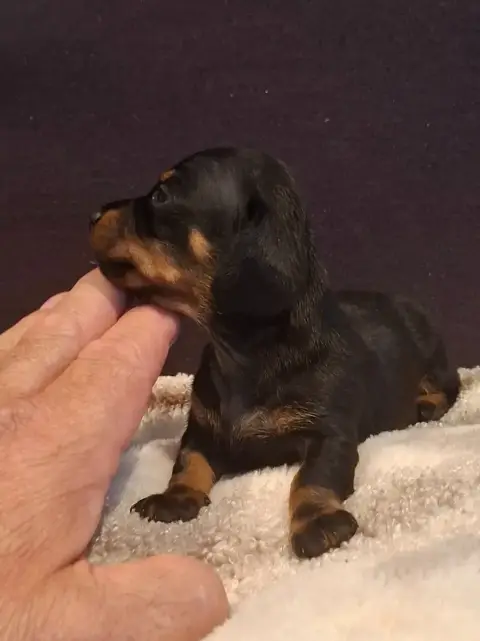 Teckel Poil Ras  Chiot N°2 Du Mas De Kevantsteph