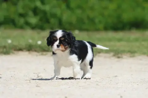 Cavalier King Charles Spaniel  Baloo De La Bergerie D 82340 photo 3