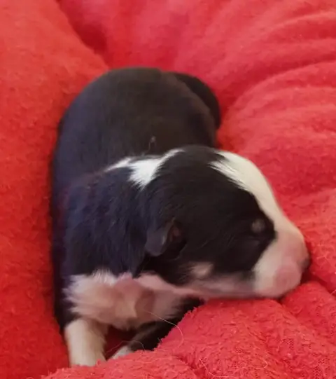 Chien Finnois De Laponie  Chiot 3 Domaine De Merlou dbd22