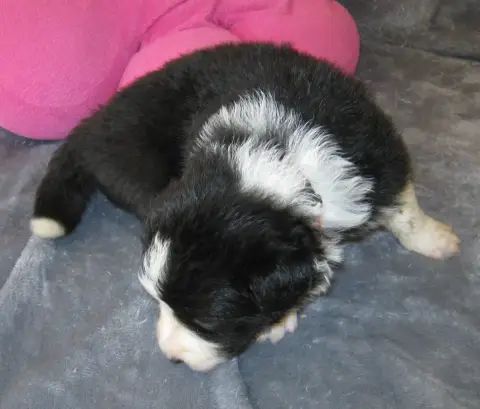 Border Collie  Chiot N°6 De La Vallee Du Douro