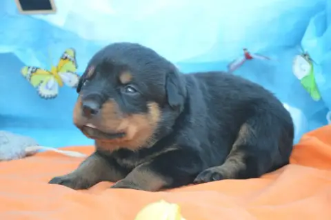 Rottweiler  Collier Vert Foncé Des Gardiens De Feu photo 2