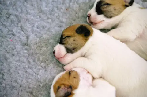 Jack Russell Terrier  Cotton 2 Mâles Disponibles À La c5450 photo 2