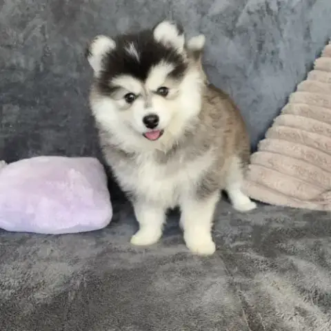 Magnifiques Chiots Type Pomsky Mini