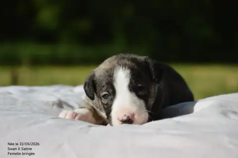 Whippet  Chiot N°5 Mady'N Alphysia