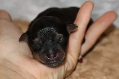 Russkiy Toy (Petit Chien Russe)  Balou De La Nouknouk 8c81d