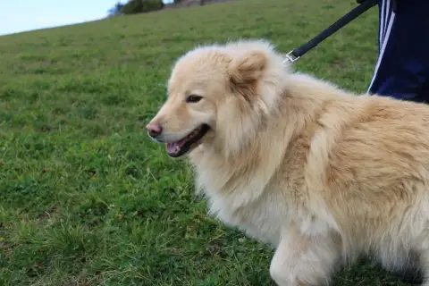 Chien Finnois De Laponie  Chiot N°4 Du Domaine Louchi ada2e photo 2