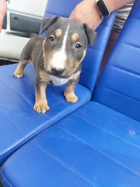 Bull Terrier  N9 Fem Tricolore Gros Modele D'Emiloliv 5d86e