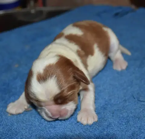 Cavalier King Charles Spaniel photo 2