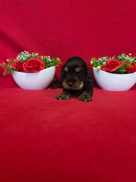 Cocker Spaniel Anglais  B........... Du Domaine De St e34b4