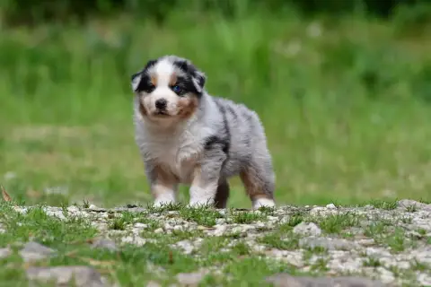 Berger Australien  Mâle Bleu Merle Yeux Bleus Du Saph ba366
