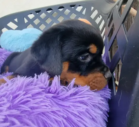 Rottweiler  Bella De L'Arbre Des Batailles photo 2