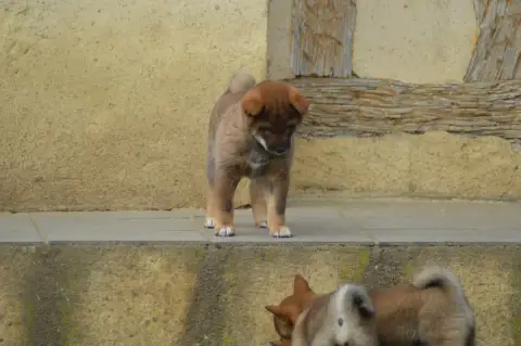 Shiba  Chiot 3 Sumidagawasou photo 3