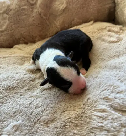 Berger Américain Miniature  Chiot 3 De La Bergerie D' f11f9